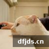 dfjds.cn 版权所有 东方监督所 dfjds.cn - 试管婴儿