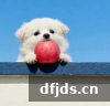 东方监督所 dfjds.cn - 试管婴儿